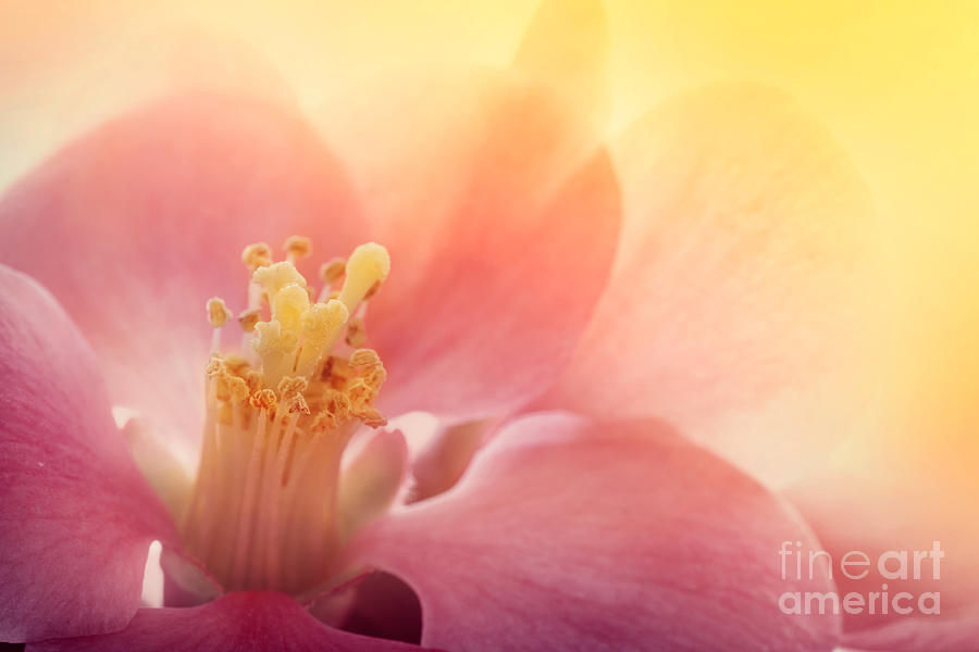 Abstract Photograph - Pink Flower Macro by Mythja Photography