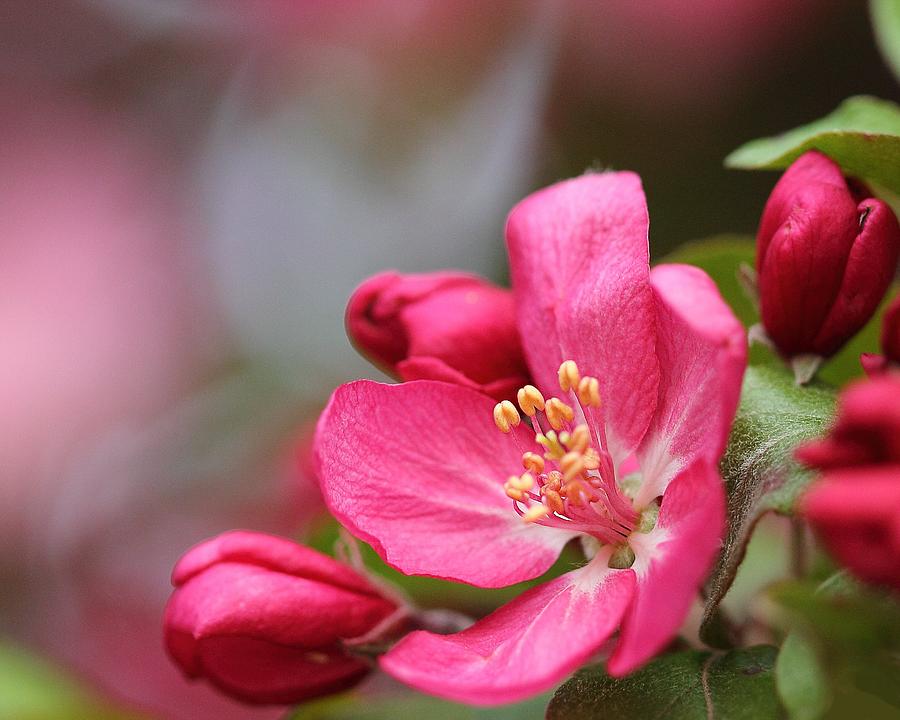 Pink Flower Photograph by Angela Murdock
