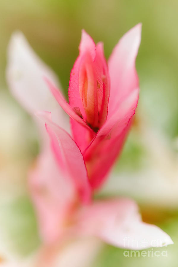 Pink flower Photograph by Nick  Biemans