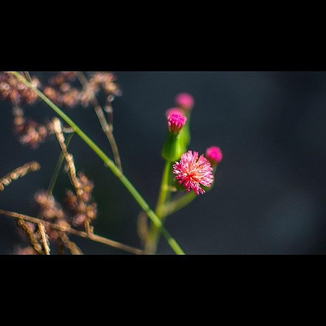 Nature Photograph - #pink #flower #plant #nature #nikon by Luiz Lee