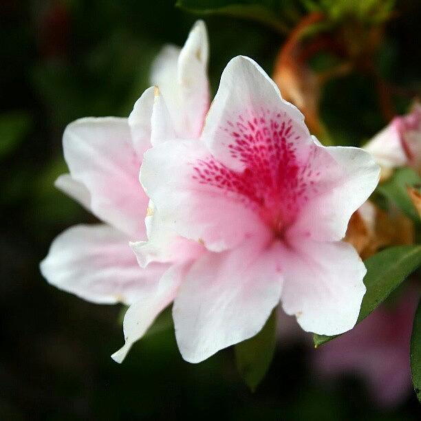 Nature Photograph - #pink #flower #plants #florist #beauty by Tan Culiang