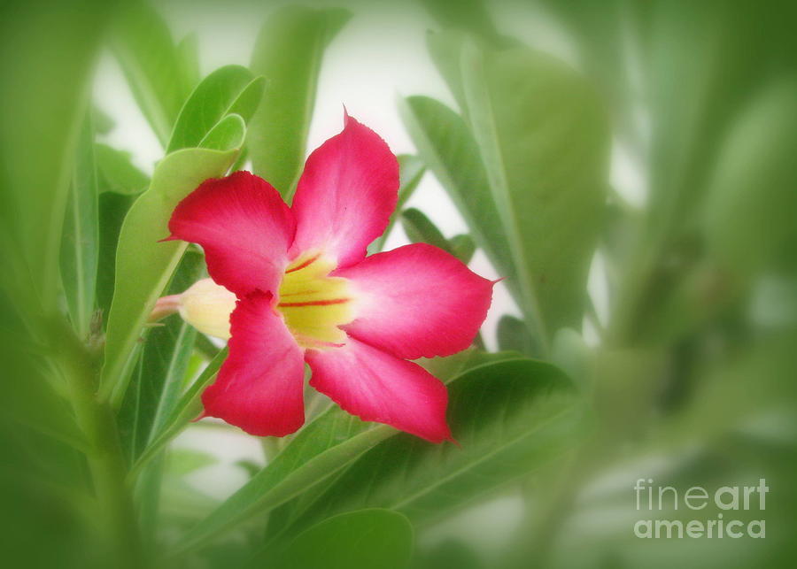 Lily Photograph - Pink flower by Prajakta P