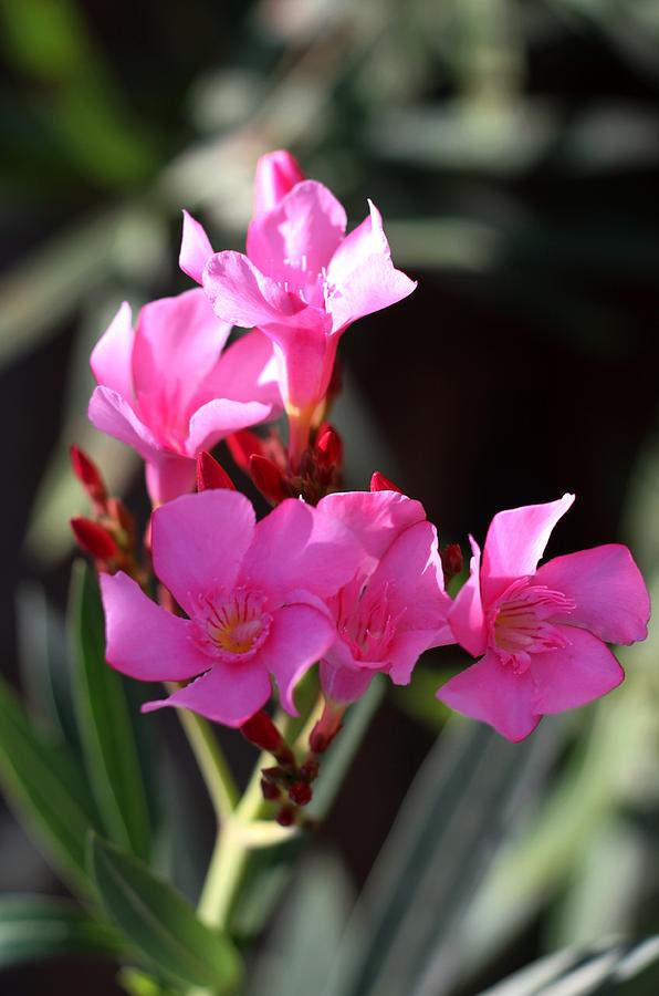 Pink Flower  Photograph by Ramabhadran Thirupattur