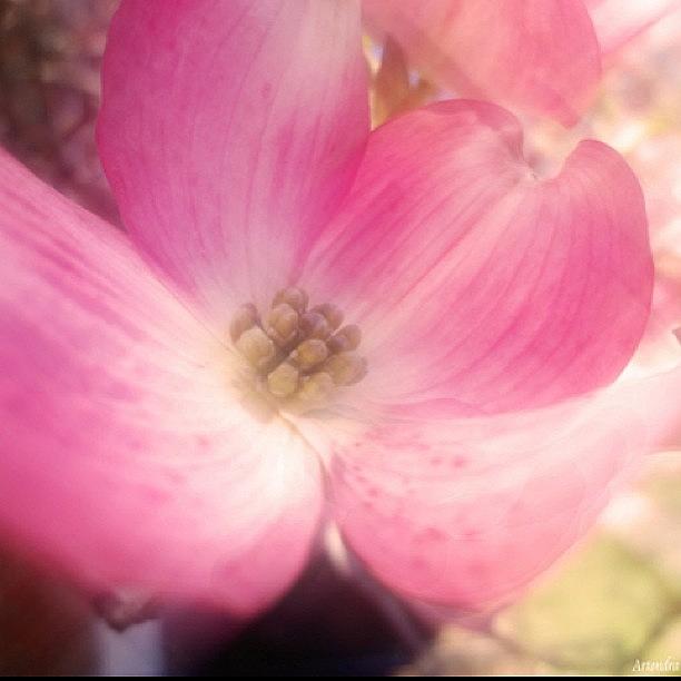 Nature Photograph - #pink #flower #spring #beautiful #pretty by Artondra Hall