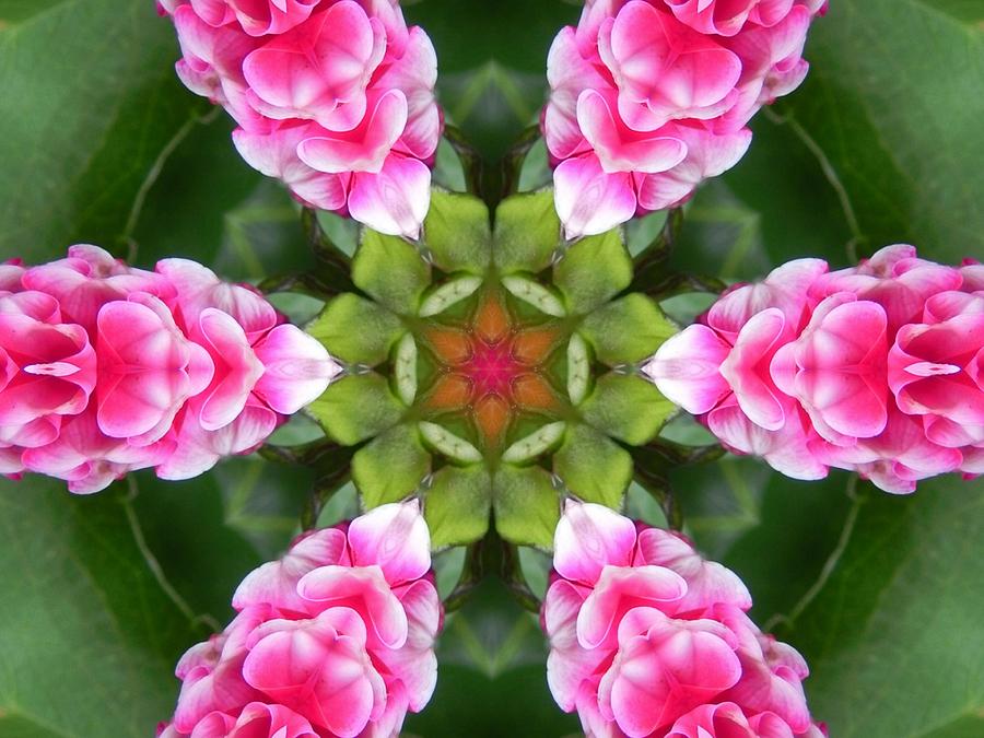 Pink Flower Star Mandala Digital Art by Diane Lynn Hix