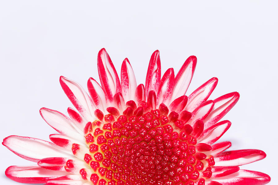 Pink Flower Photograph by Steve Stephenson