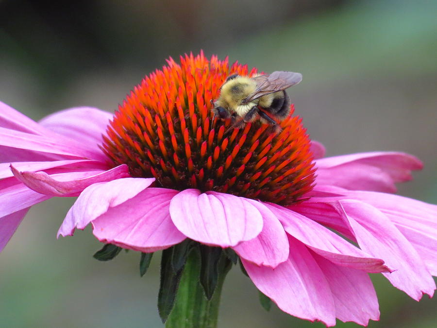 Nature Photograph - Pink flower with a bee by Teresa Cox