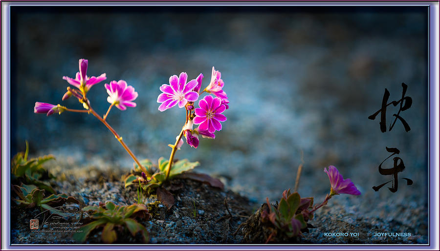 Pink Flower with InkBrush Calligraphy Joyfulness Photograph by Peter V Quenter