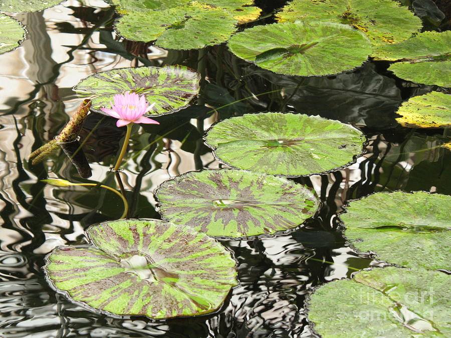 One Pink Water Lily with Lily Pads Photograph by Carol Groenen