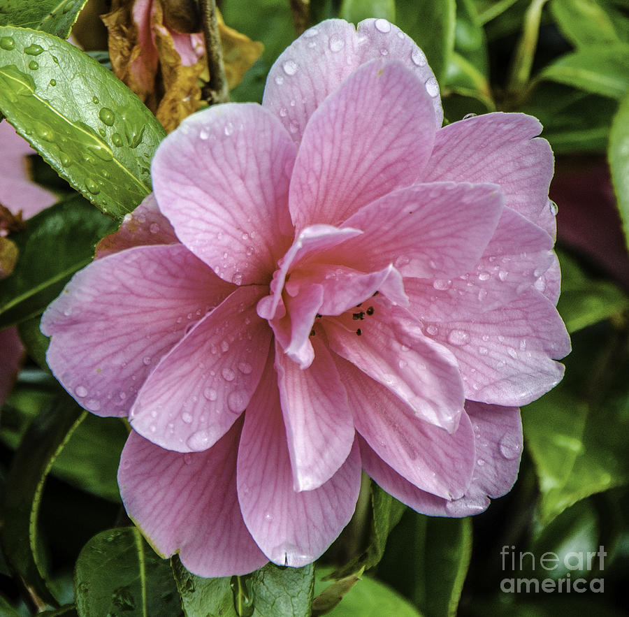 Pink Flower With Rain Drops Photograph by Mary Carol Story