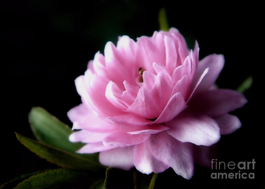 Pink Flowering Almond Photograph by Sharon Woerner