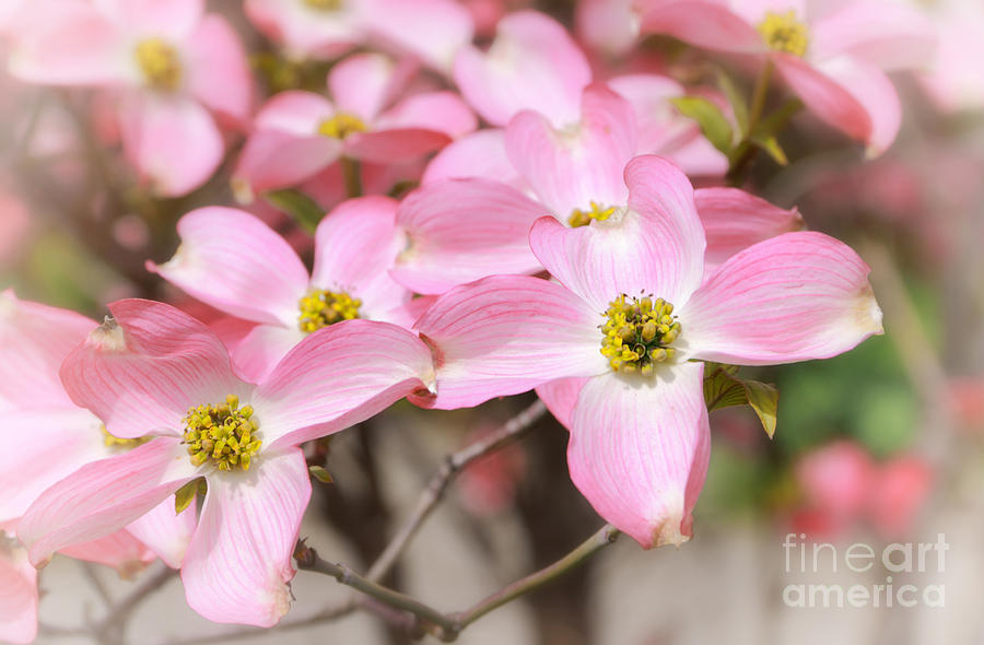 Pink Flowering Dogwood Photograph by Charline Xia