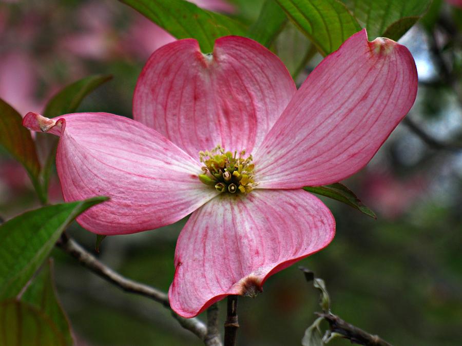 Flowers Still Life Photograph - Pink Flowering Dogwood by William Tanneberger