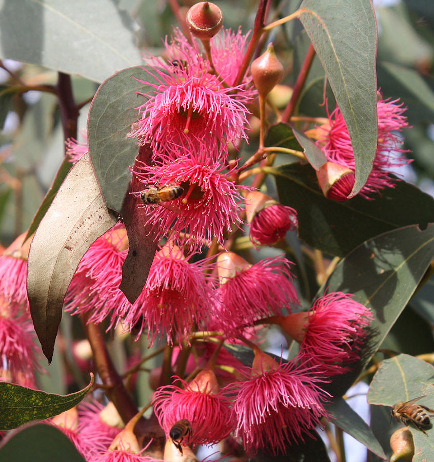 Pink Photograph - Pink Flowering Gum blossom by Mary  Sablovs