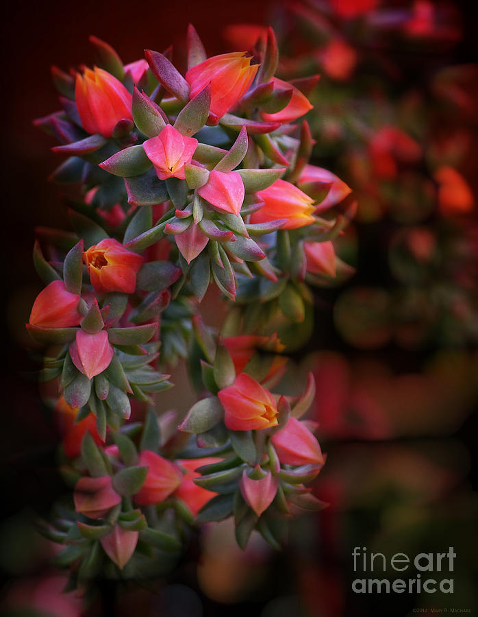 Pink Flowering Succulent - Portugal Photograph by Mary Machare