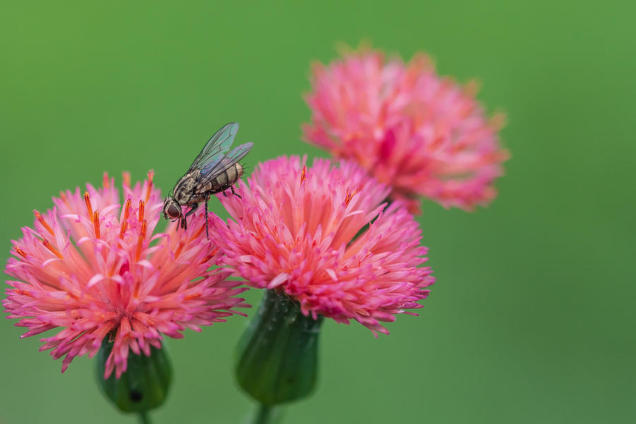 Pink Flowers Being Pollinated By A Fly Photograph by Craig Lapsley ...