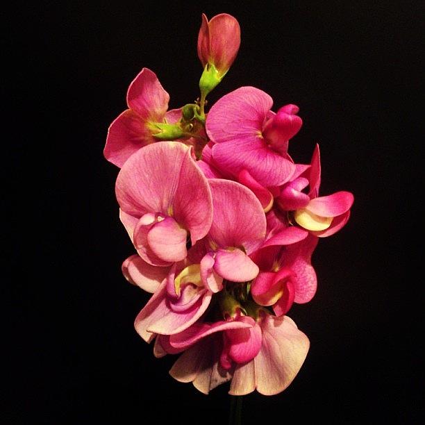 Pink Flowers Photograph by Ben Vess - Fine Art America