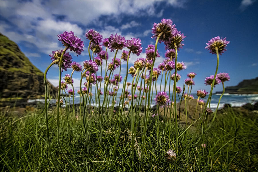 Pink Flowers by the Irish sea Photograph by Sven Brogren