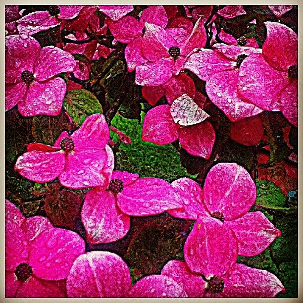 Nature Photograph - #pink #flowers #flowerporn #flowerpower by Amara Pullen