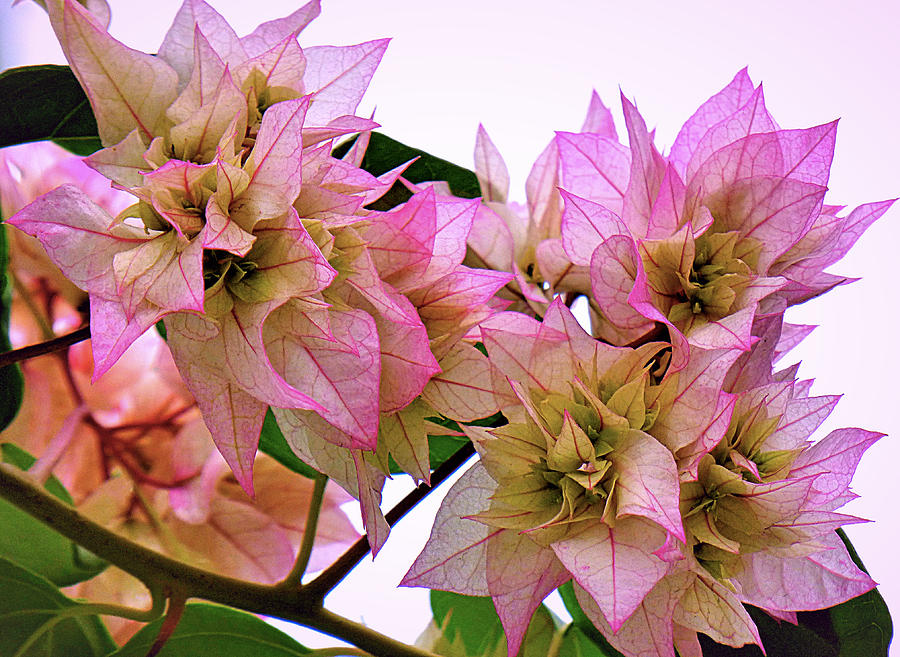 Pink Flowers Photograph