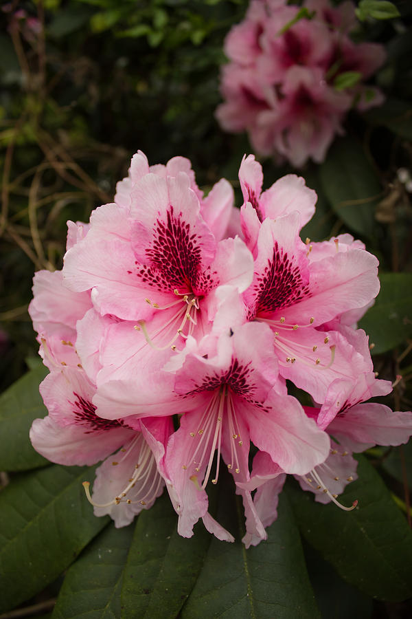 Flower Photograph - Pink Flowers in Spring by Martin Newman
