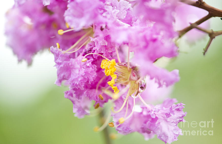 Crepe myrtle Photograph by Ivy Ho