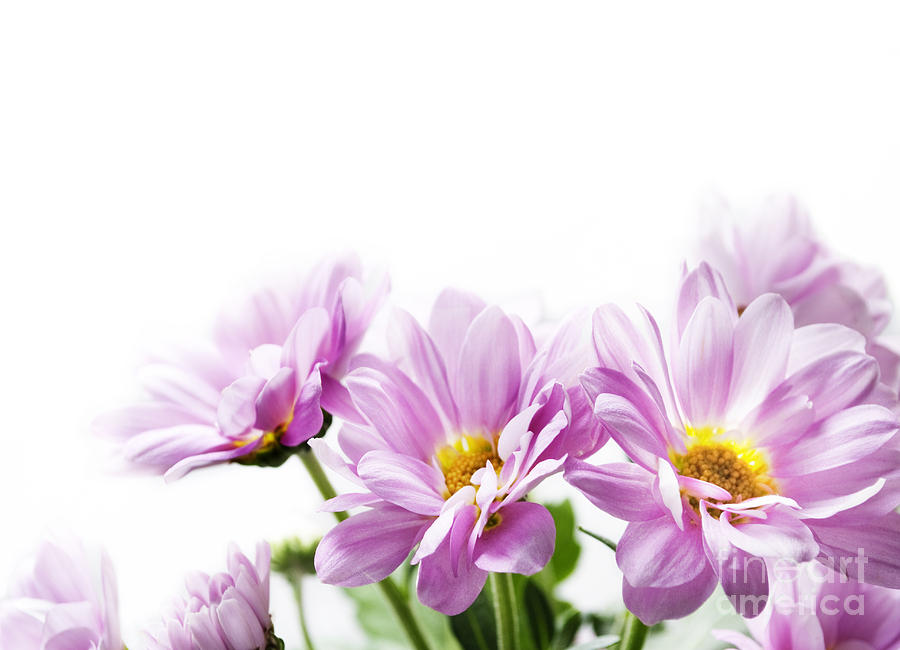 Pink flowers on white Photograph by Jelena Jovanovic