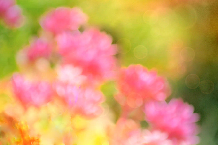 Abstract Photograph - Pink Flowers by Joan Han