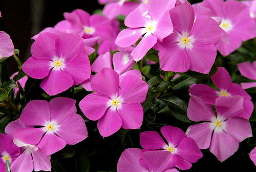 Pink Flowers Photograph - Pink Flowers by Kasie Morgan