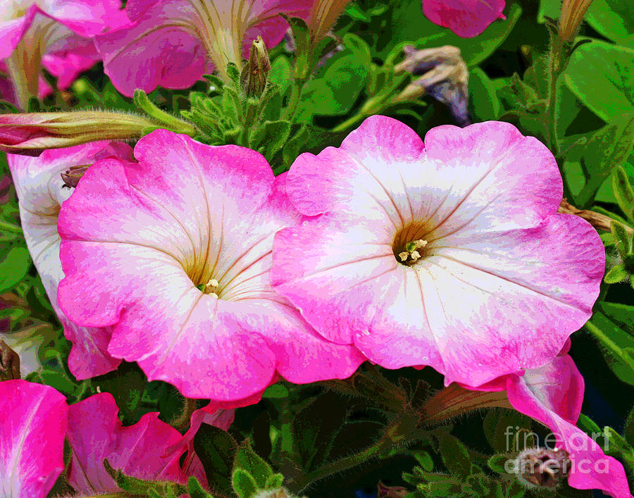 Pink Flowers Photograph by Larry Oskin