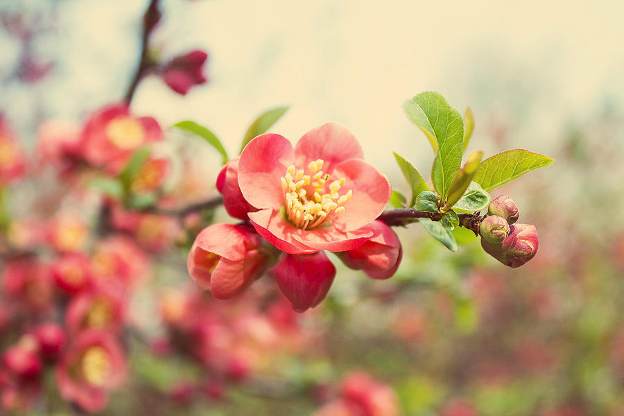 Flower Photograph - Pink Flowers by Mareen Roensch