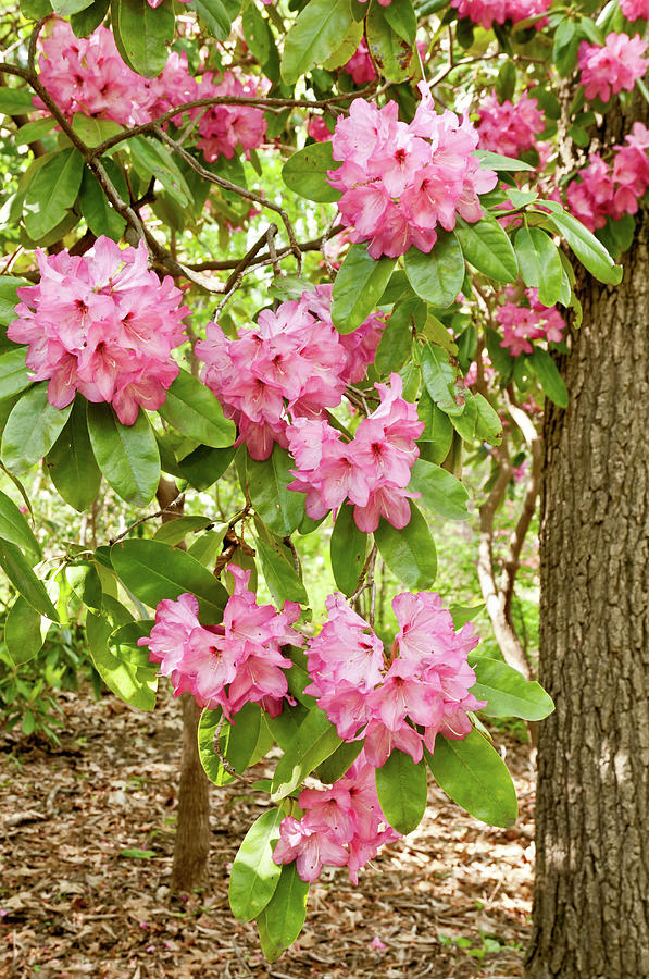Pink Flowers Of A Rhododendron In Full Photograph by Travelif