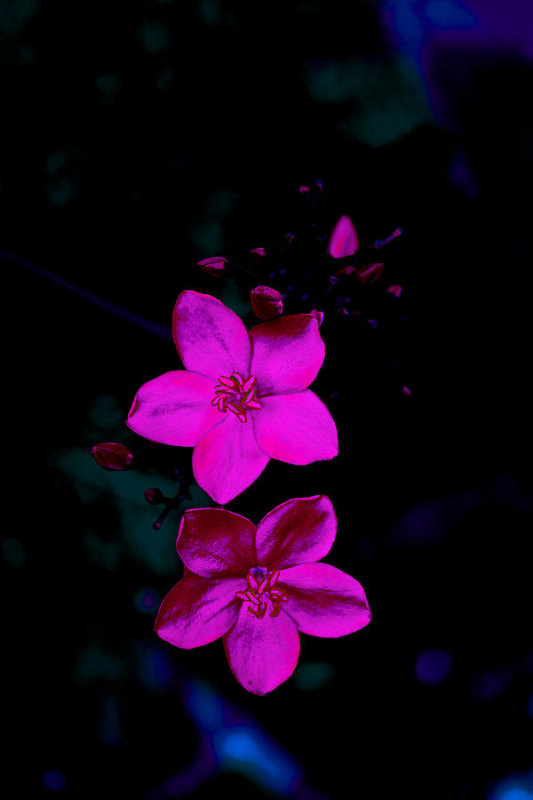 Pink flowers on a dark background Photograph by Catherine Petersson - Pixels