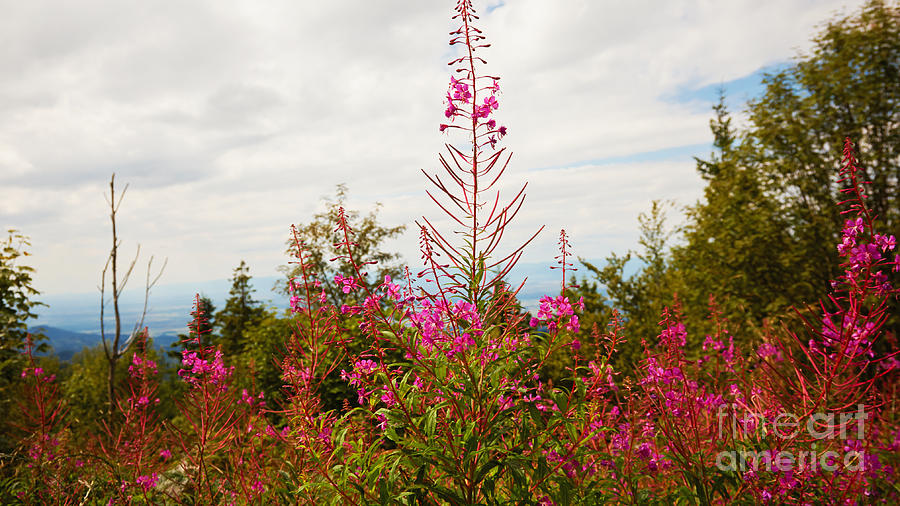 Pink Flowers On A Mountain Photograph