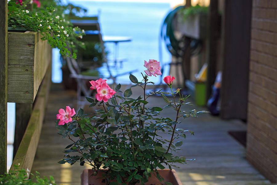 Pink Flowers on a seaside deck in New England Photograph by John Hoey