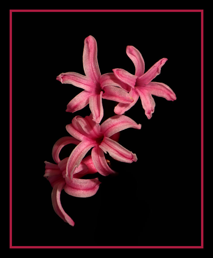 Pink Flowers on black Photograph by Ron Roberts