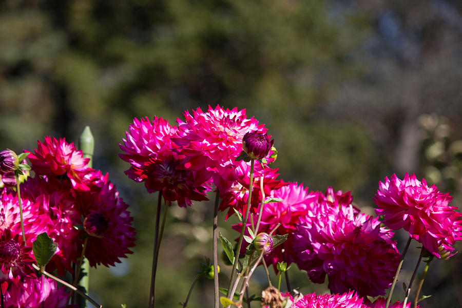 Pink flowers Photograph by Susan Jensen