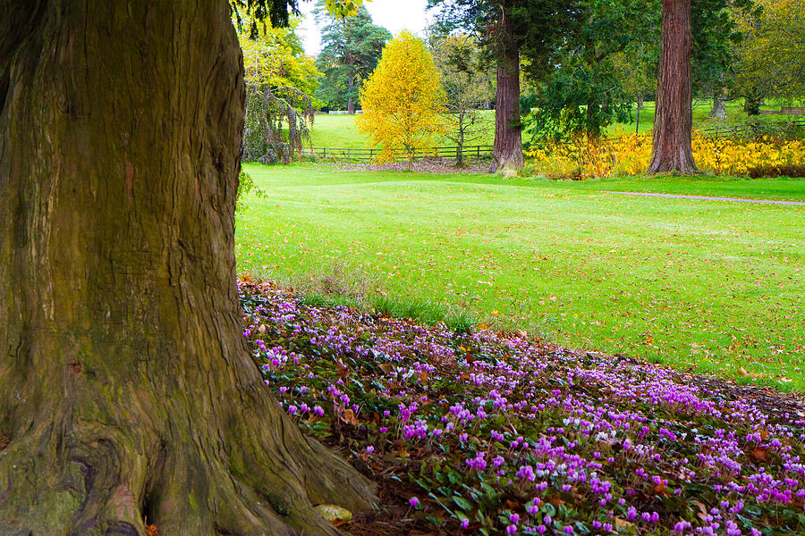 Pink flowers under a tree in a beautiful English park Photograph by ...