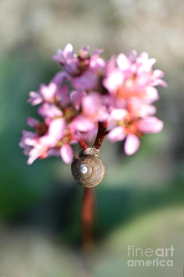 Pink flowers with a snail shell Photograph by Jaroslaw Blaminsky