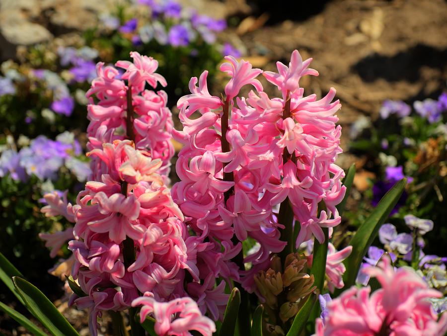 Pink Flowers Woodward Park 2 Photograph by John Straton Fine Art America