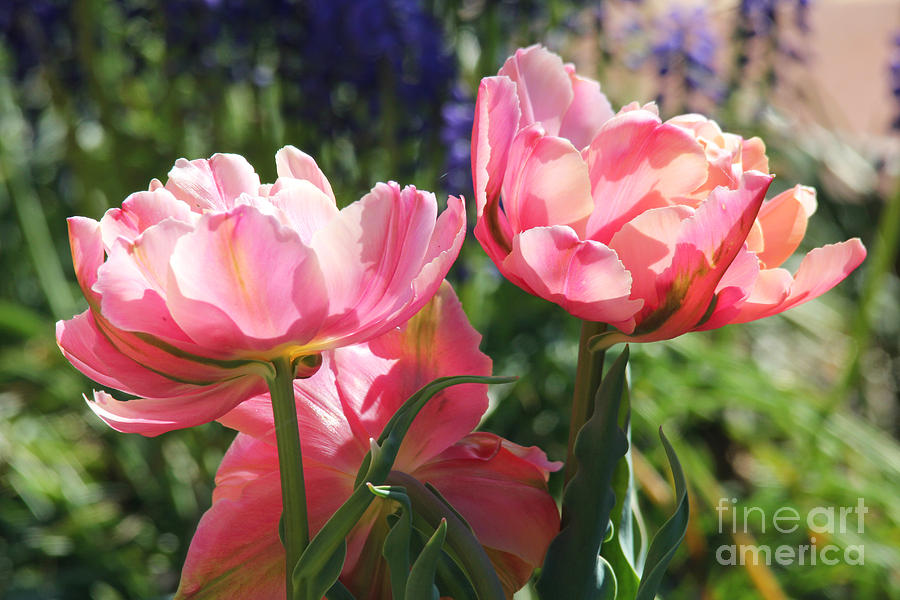 Pink Fluffy Tulips Photograph by Trina  Ansel