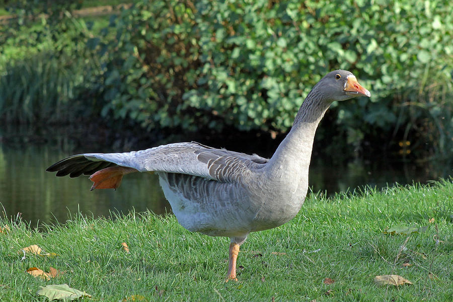 Pink footed goose Photograph by Tony Murtagh