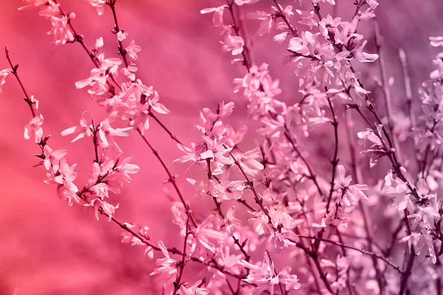 Flower Photograph - Pink Forsythia by Pati Photography