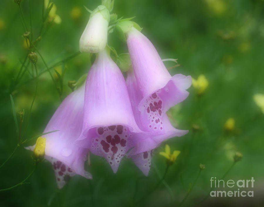 Pink Foxglove Flower Dreams Photograph by Smilin Eyes Treasures
