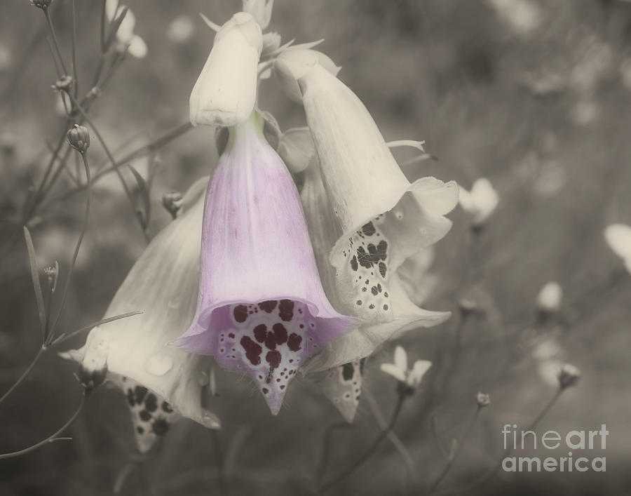 Pink Foxglove Flowers In Partial Color Photograph by Smilin Eyes Treasures