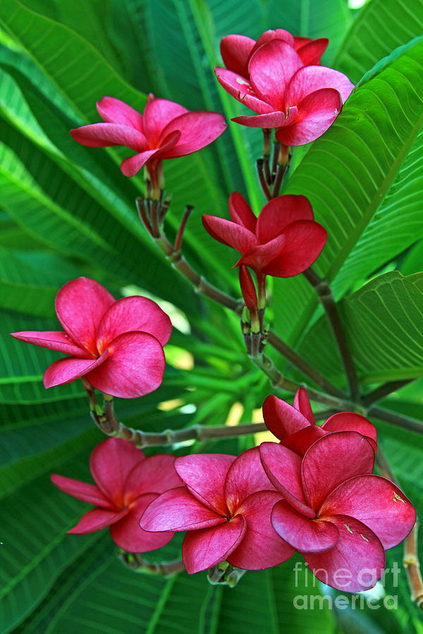 Pink Frangiapani - Plumeria Photograph by Larry Nieland