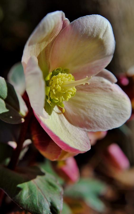 Pink Frost Lenten Rose 2 Photograph by Kelly Nowak