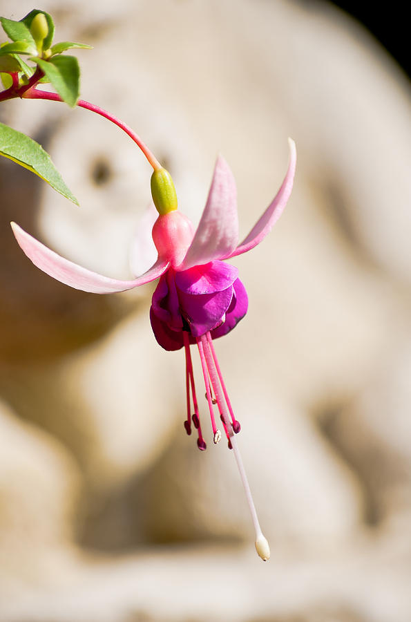 Pink Fuchsia  Photograph by Scott Carruthers