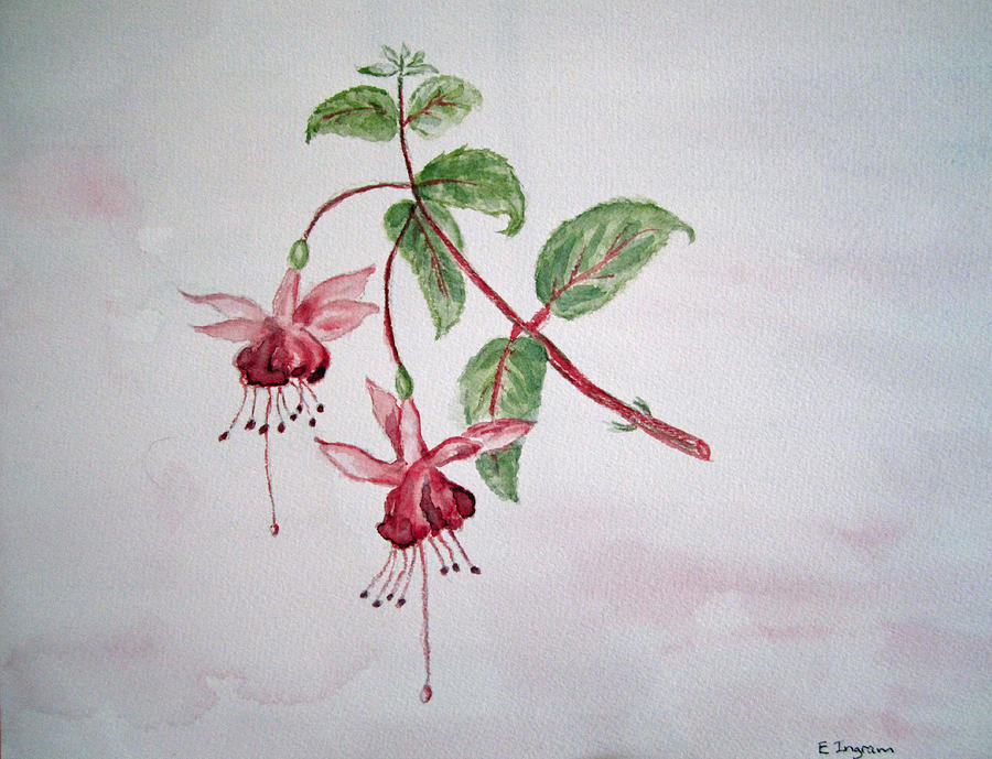 Pink Fuchsias  Painting by Elvira Ingram