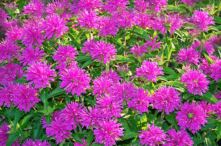 Pink Garden Flowers Photograph by Aimee L Maher ALM GALLERY